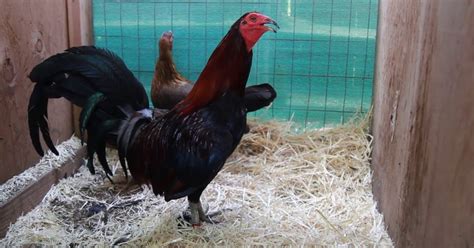 Tamang paraan ng pagpupurga ng manok .